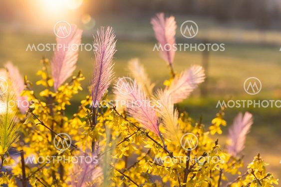 Easter feathers in spring