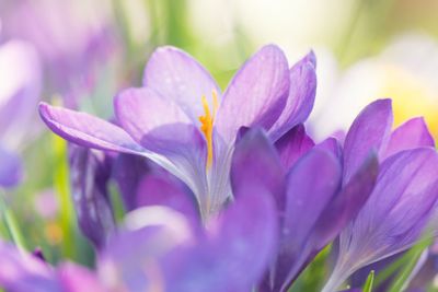 Blommande violetta krokusar