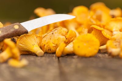 fresh chanterelle mushrooms. selective focus 