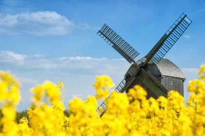 Old windmill in a field of rapeseed