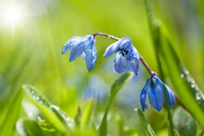 Blossoming blue Scilla bifolia with dew drops in spring 