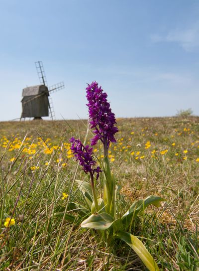 Orchis mascula, the early purple orchid, on the island...