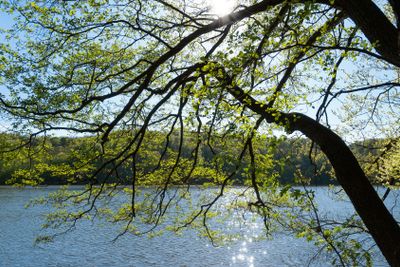 Lake in the woods of Brandenburg,Germany, in spring