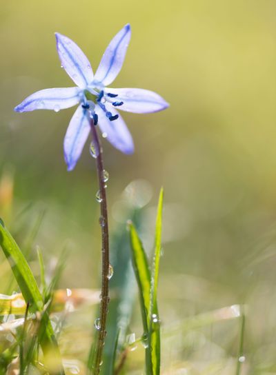 Scilla siberica or Squill