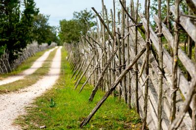 Country road on Gotland