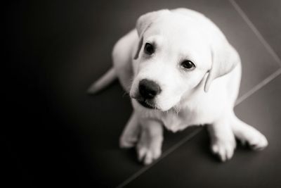 Labrador puppy