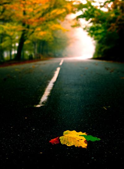 Leafs on the road