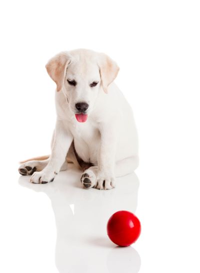 Labrador Puppy playing