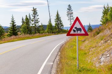 Sheep warning sign in Norway